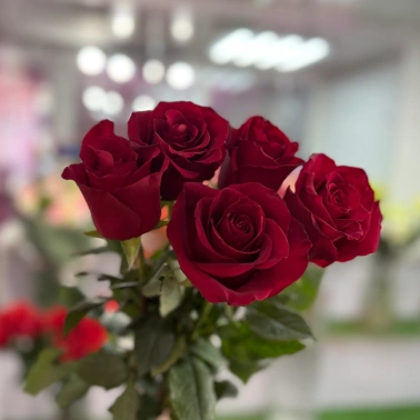Роза Эксплор